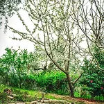 The Olive Garden * Limenas (Thasos)