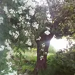 The Olive Garden * Limenas (Thasos)