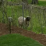 The Olive Garden