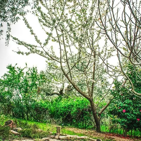 The Olive Garden * Limenas (Thasos)