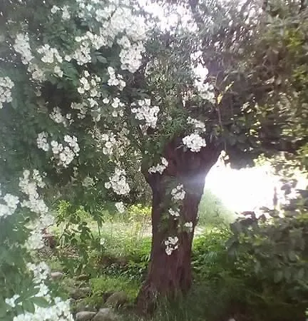 The Olive Garden * Limenas (Thasos)