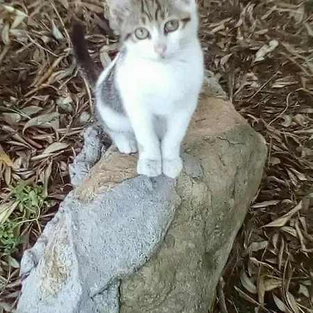 The Olive Garden Appartement