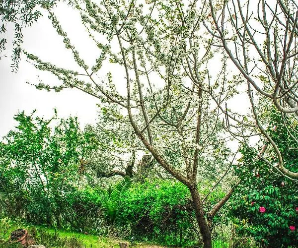 The Olive Garden * Limenas (Thasos)