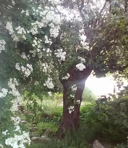 The Olive Garden * Limenas (Thasos)