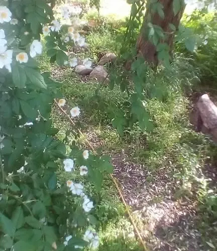 Apartament The Olive Garden