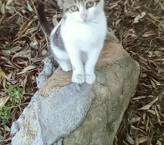 The Olive Garden Lejlighed