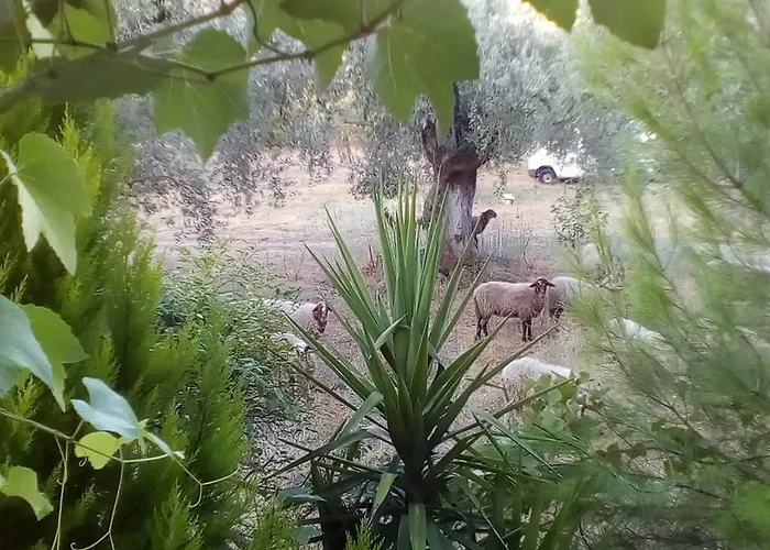 Apartament The Olive Garden *