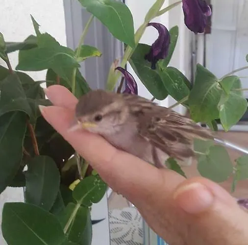 The Olive Garden Apartament *